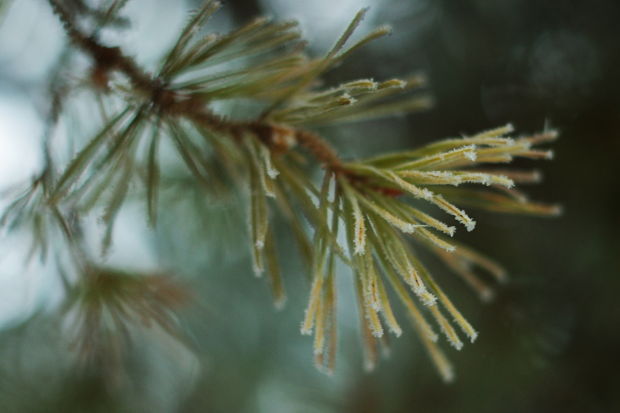 Frost on needles